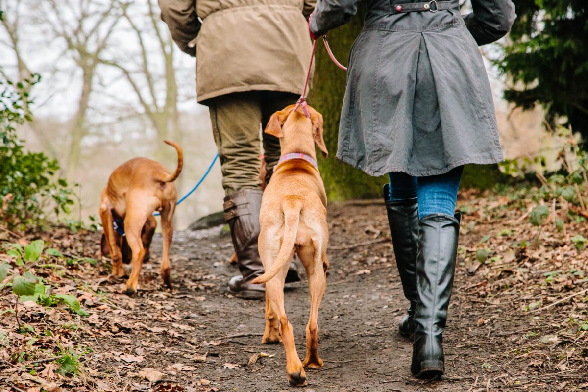 Dog home boarding near me