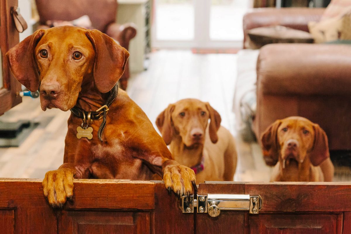 Home from home dog care Nottingham