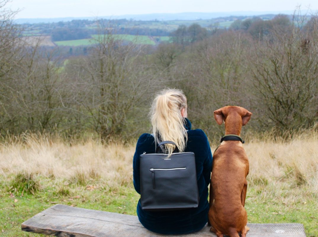 Hungarian Vizsla Home Boarding near Nottingham and Mansfield
