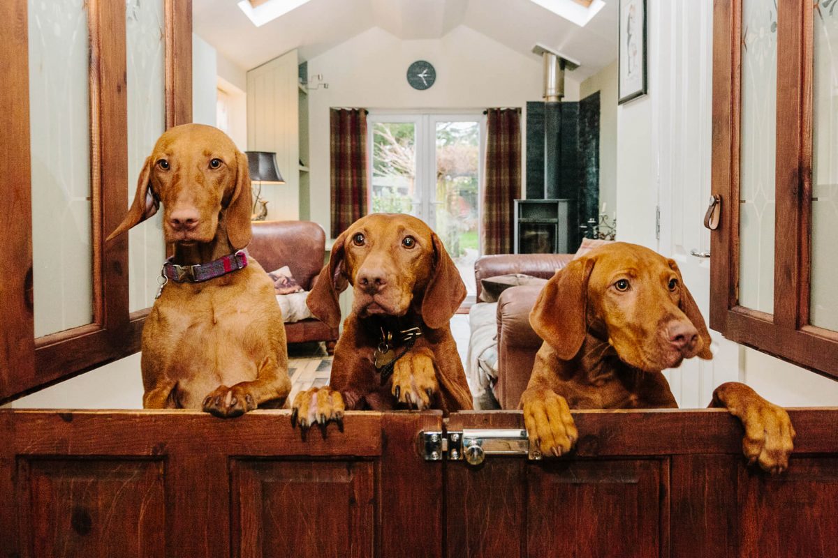 Hungarian Vizsla home boarding Nottingham