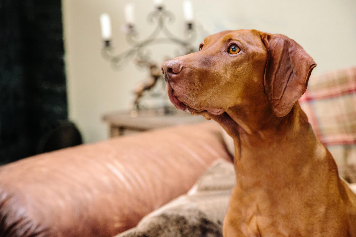 Luxury Home Boarding Nottinghamshire