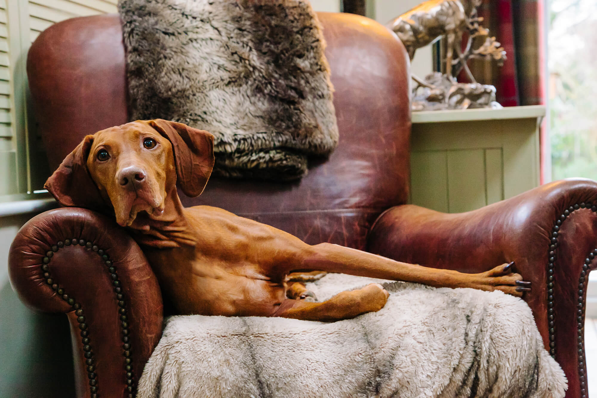 Luxury Vizsla Home Boarding Nottingham, Nottinghamshire UK