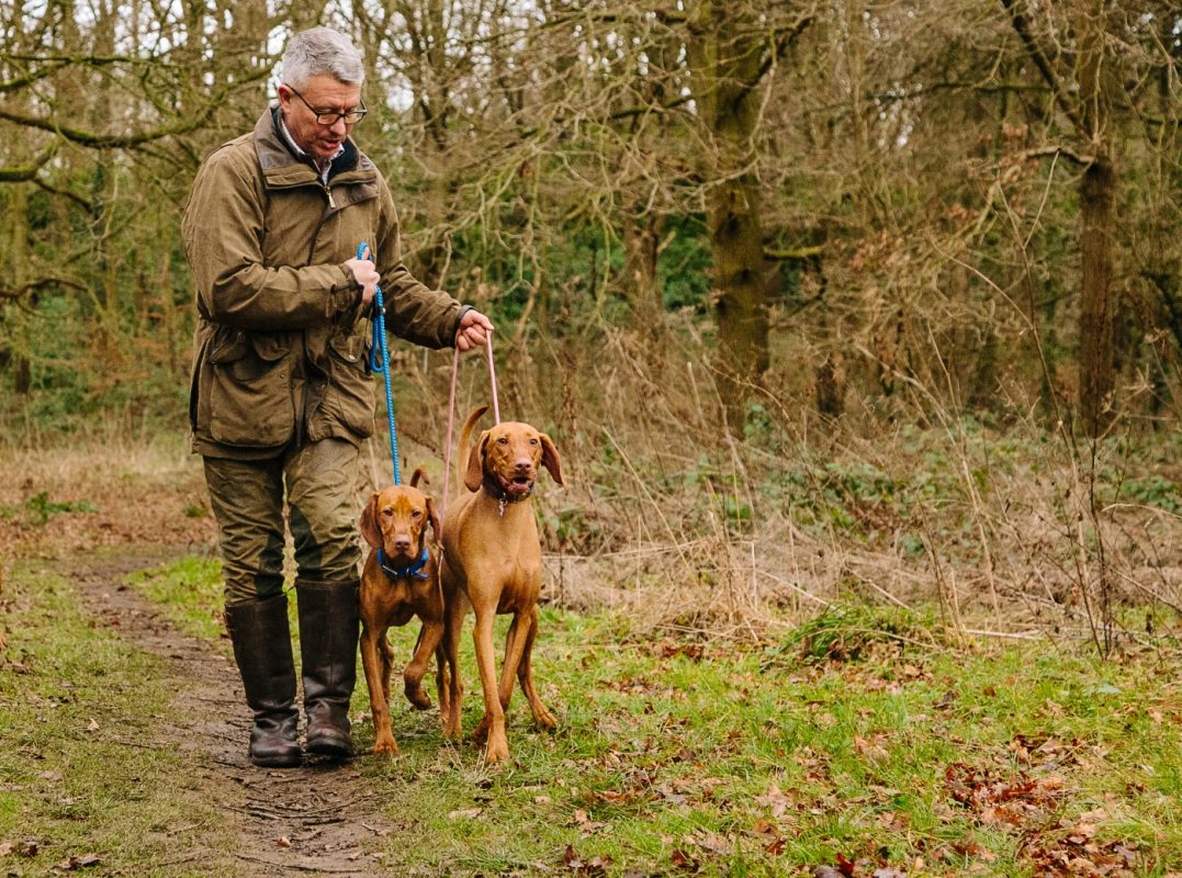 Luxury Vizsla Home Boarding Nottinghamshire