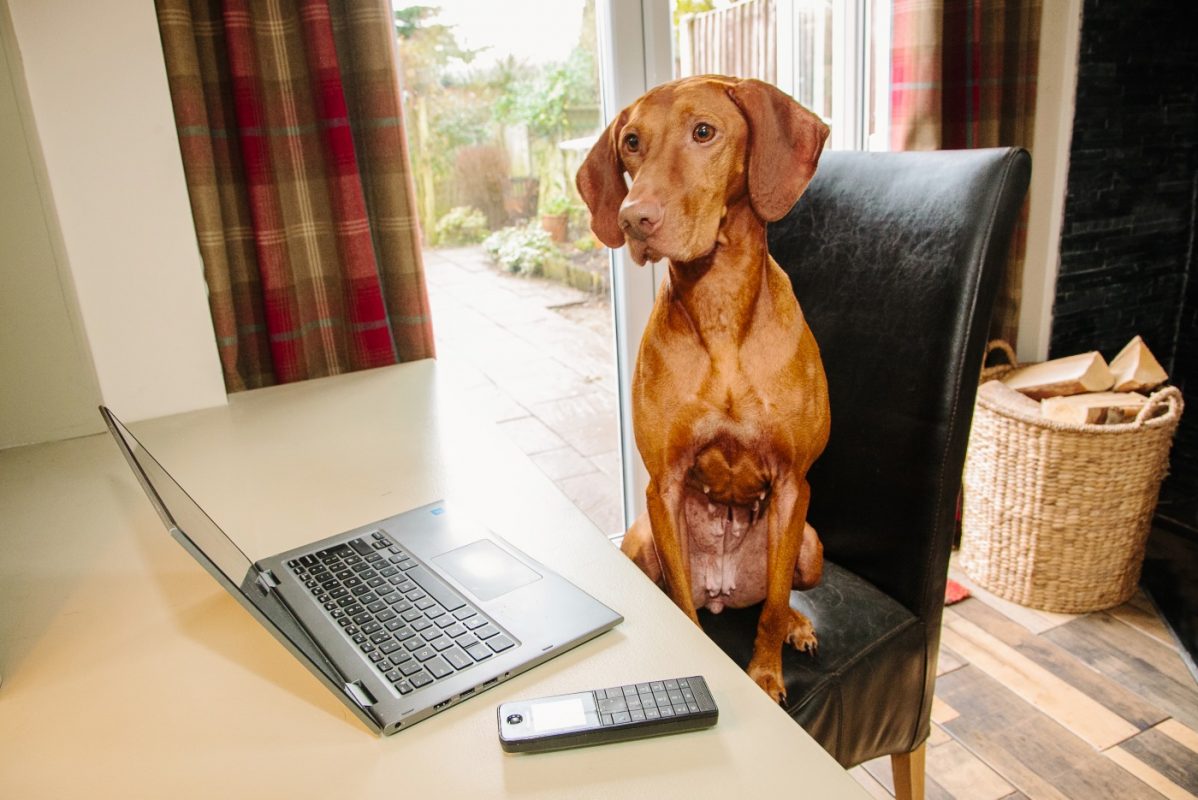 Vizsla Home Boarding -Luxury dog boarding near me