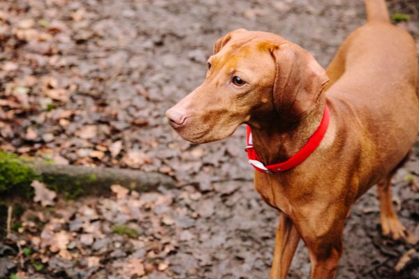 Vizsla Home Boarding - Nottinghamshire Hotel for Dogs