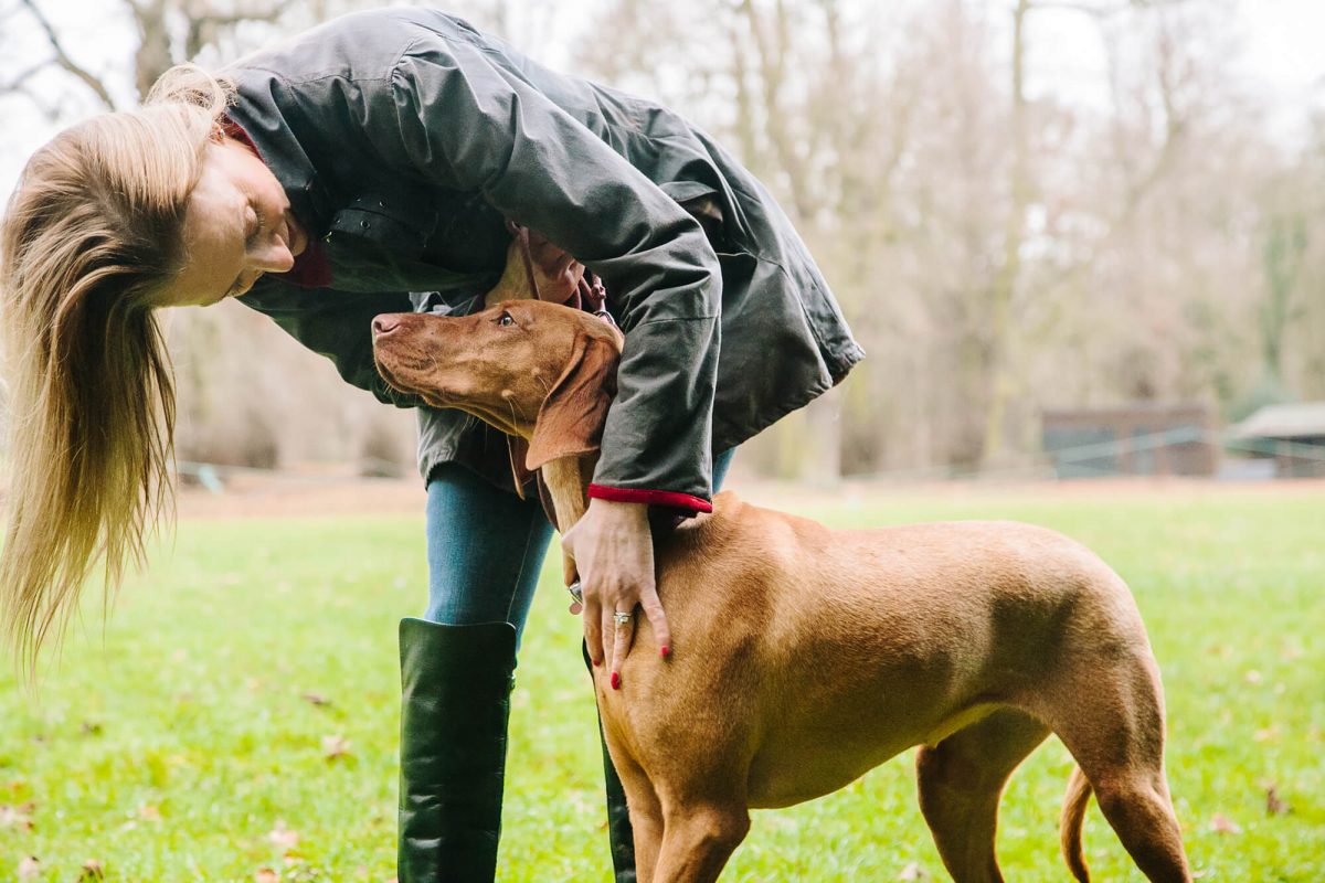 Luxury Vizsla Boarding Nottingham