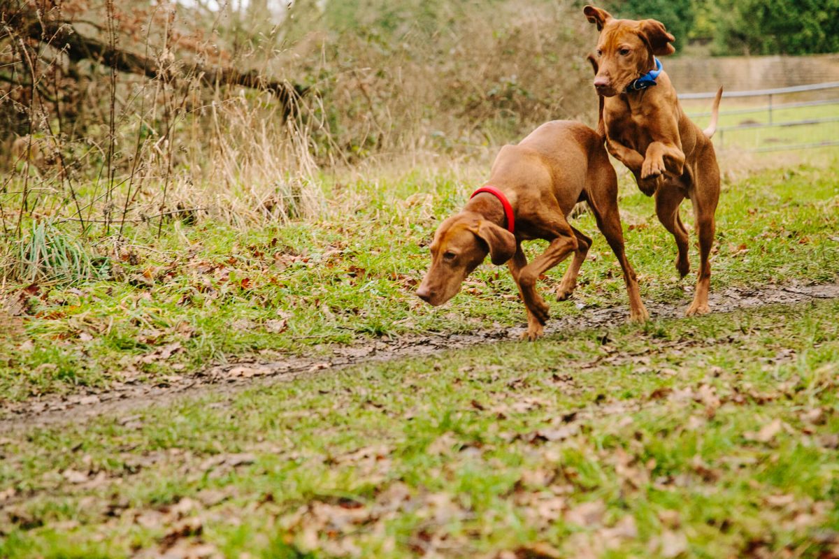 Vizsla Home Boarding Nottinghamshire