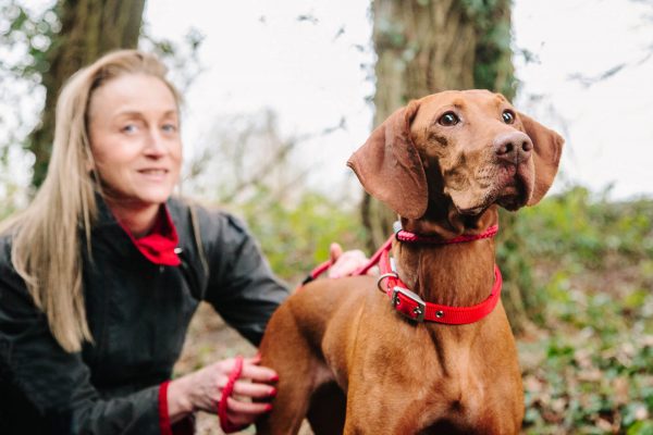 Vizsla dog boarding in private homes