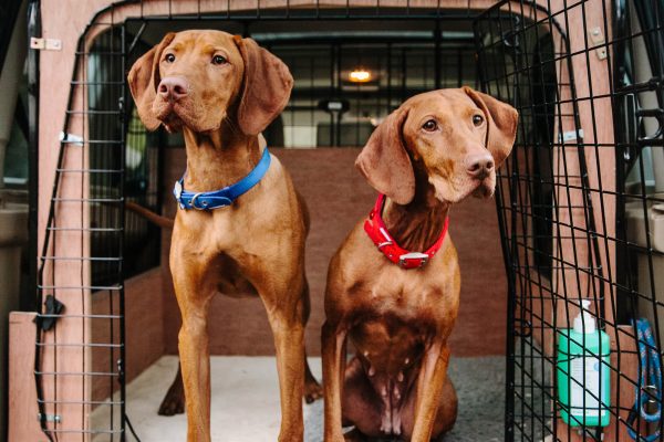 Vizsla home boarding East Midlands UK