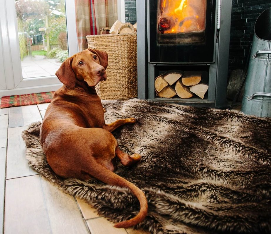 Home from home dog day care Nottingham