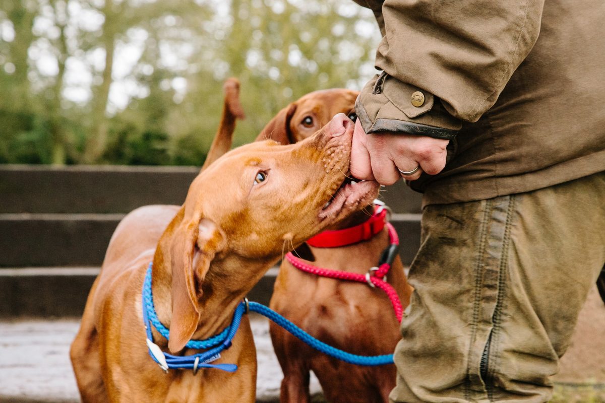 Luxury dog boarding Nottinghamshire