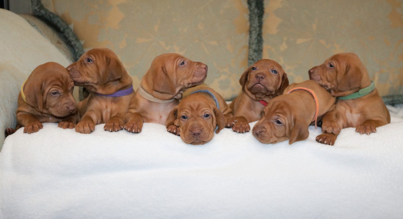 Vizsla stud hot sale service