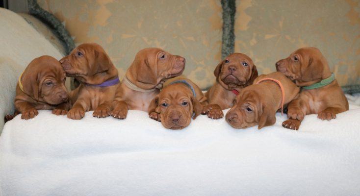 Vizla Puppies