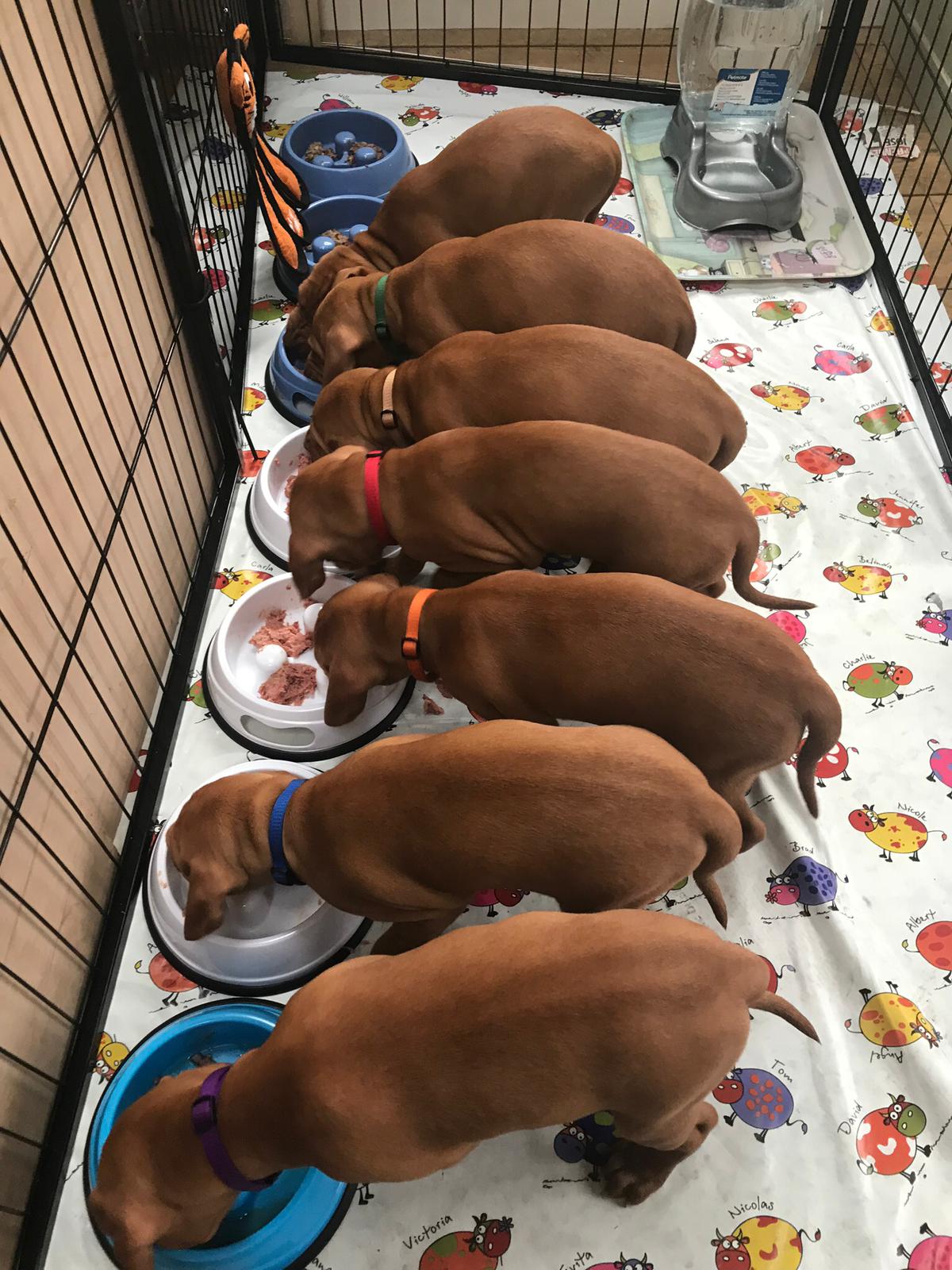 Vizsla rescue best sale puppies sale