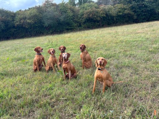 Luxury Vizsla home boarding