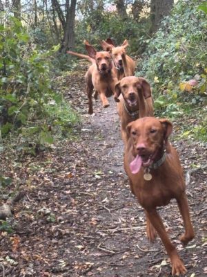 Adventures at Ardanaiseig Vizsla home boarding
