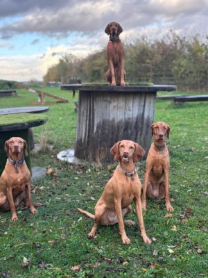 Specialist luxury home dog boarding Nottingham