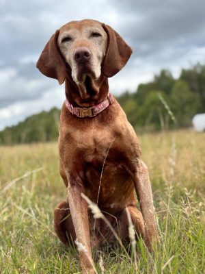 Ardanaiseig Vizsla home boarding welcomes your best friend