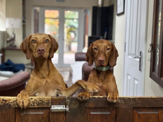 Luxury home boarding