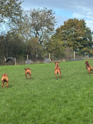 Inclusive home from home dog care