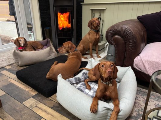Follow our Vizsla life on Instagram