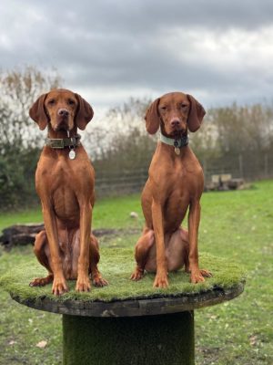luxury home from home boarding service for Vizslas