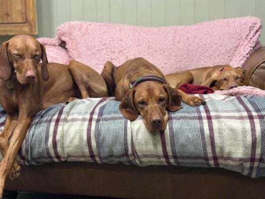 Ardanaiseig Vizsla home boarding